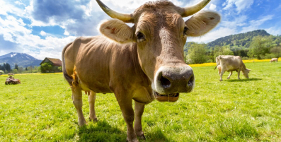 pexels.com - braunes-vieh-auf-offenem-feld-36347/